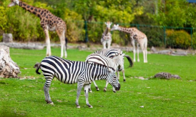 Serengečio parkas – Legolendas – Heidės parkas