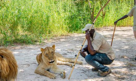 Senegambija – pasivaikščiojimas su liūtais